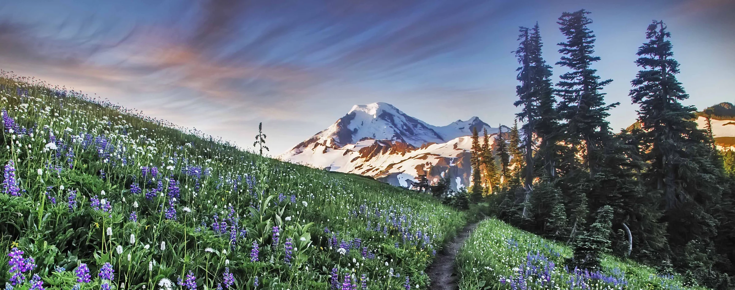 Wildflowers and an alpine trail below Mount Baker