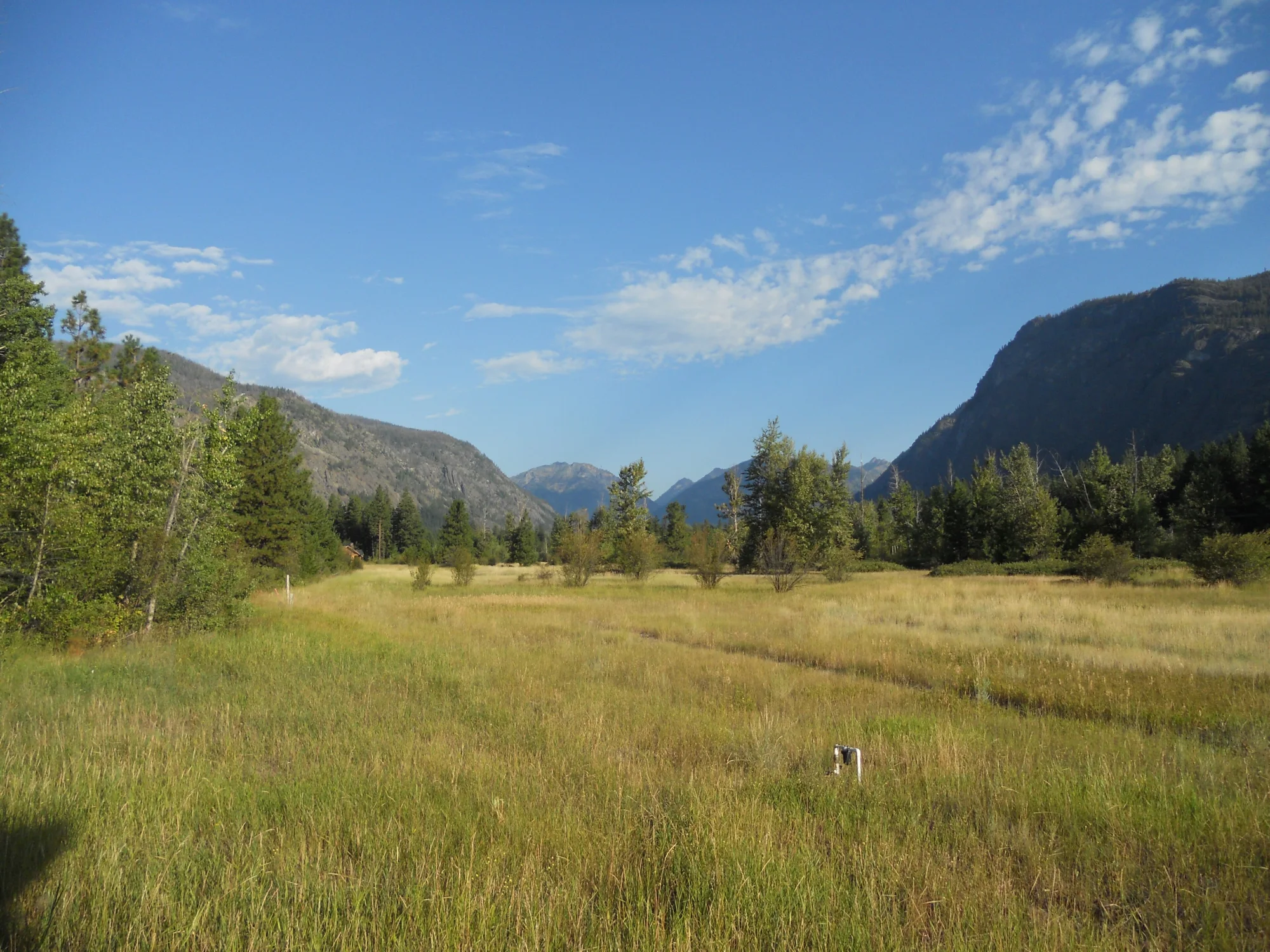 Tall summer grass in the Methow Valley at Mazama